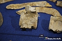 VBS_9114 - Museo Paleontologico - Asti